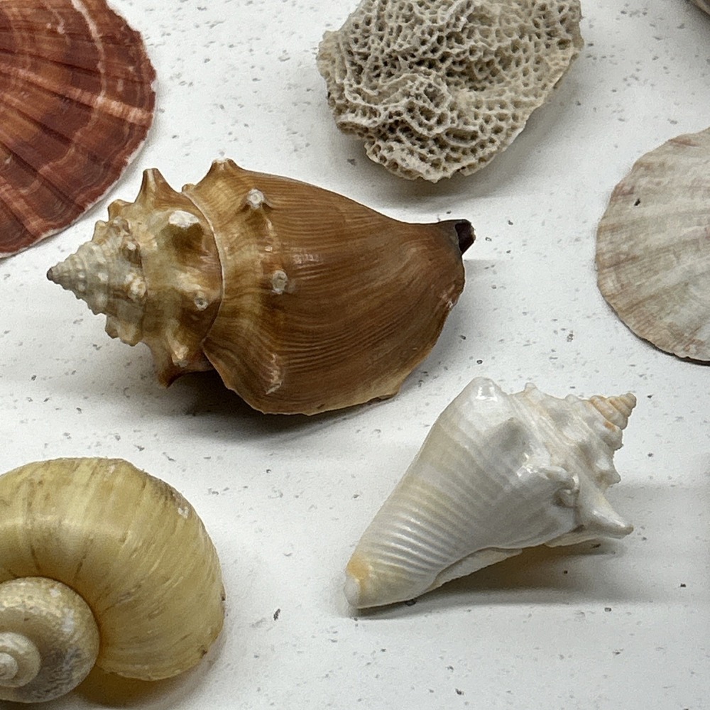 Mixed Seashell Collection Lot Conch Scallop Assorted Coastal‎ Decor - Picture 9 of 16